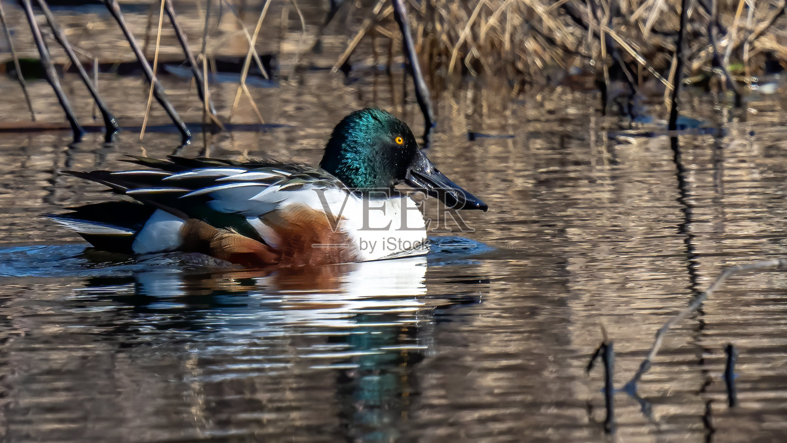弗吉尼亚州亨特利草地公园的北铲鸭照片摄影图片