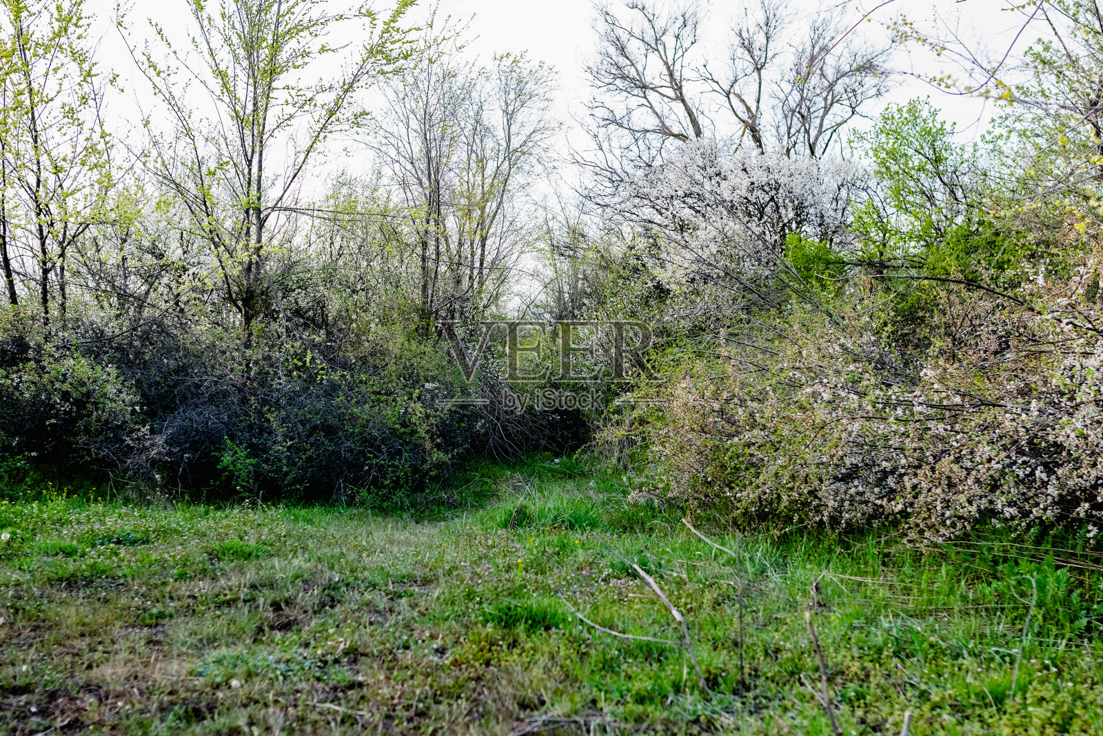 野生茂盛的灌木，有白色的小花和绿叶花瓣。照片摄影图片