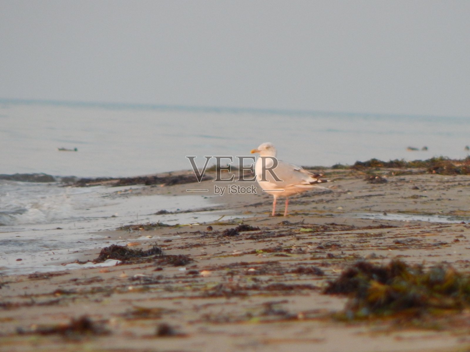 在波罗的海的海滩照片摄影图片