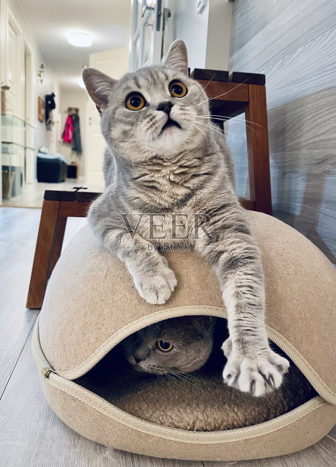 英国蓝猫玩照片摄影图片