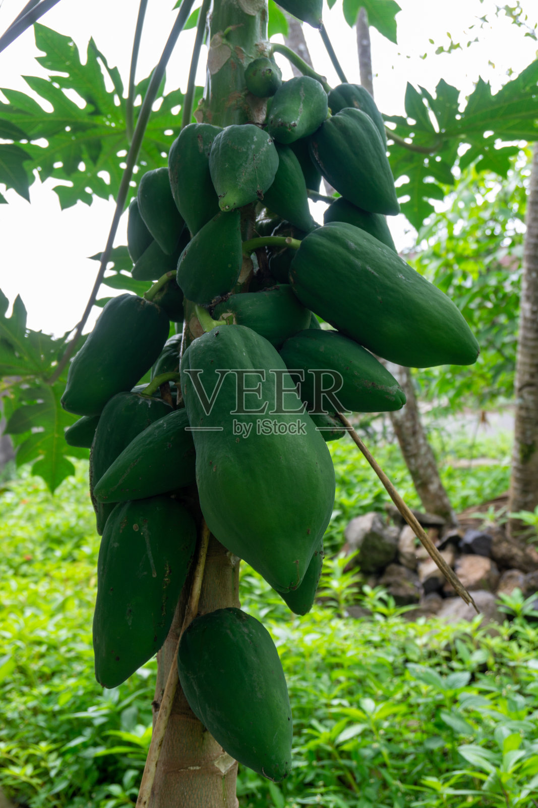 一种短而肥沃的树上的番木瓜果实照片摄影图片