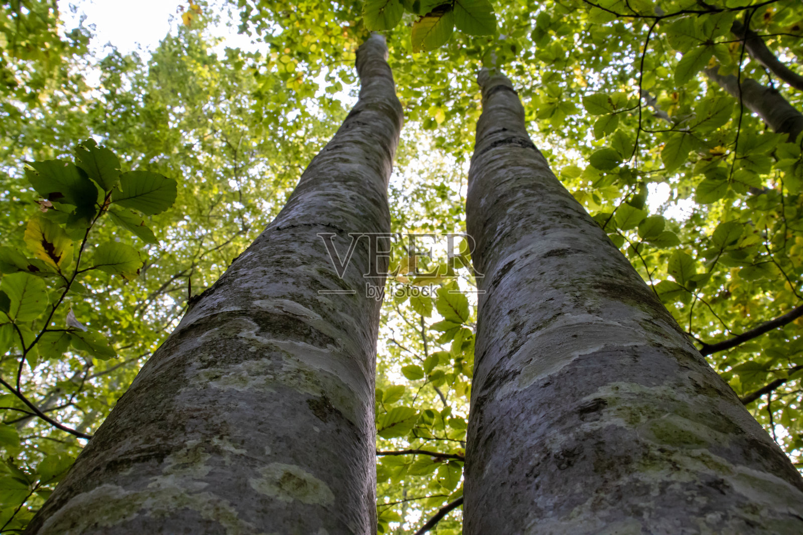 从绿树的角度看，后面是天空照片摄影图片