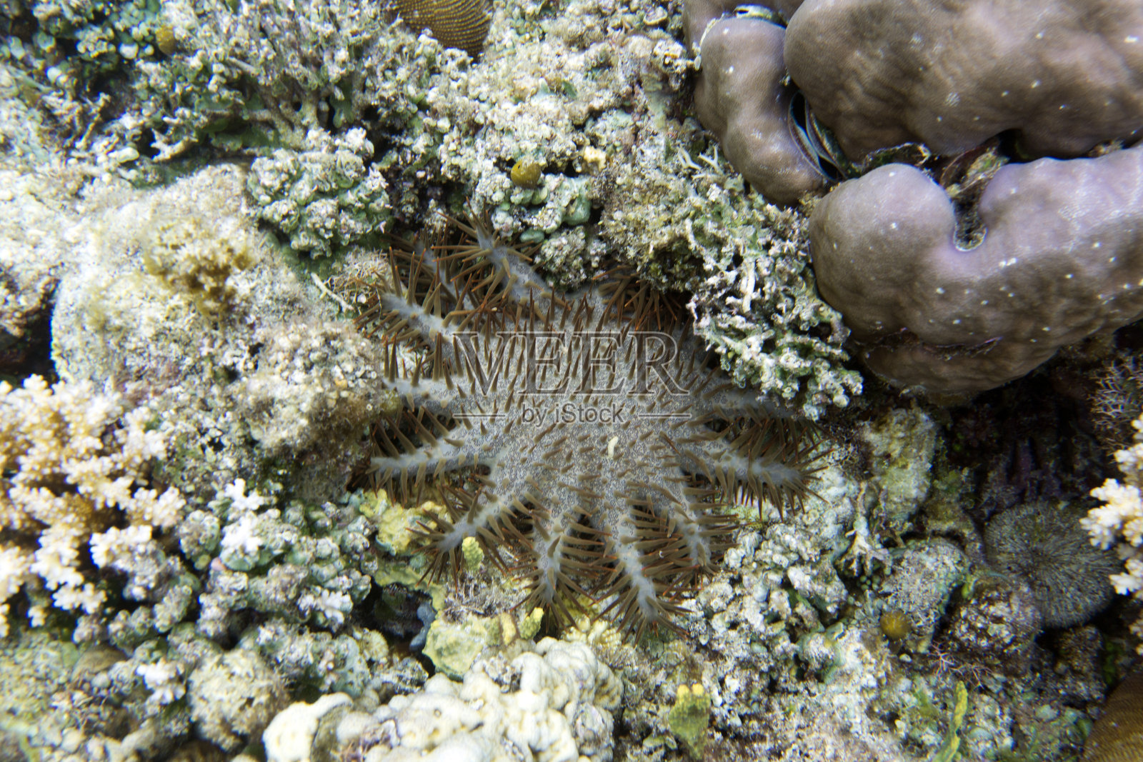 托加岛的荆棘海星冠照片摄影图片