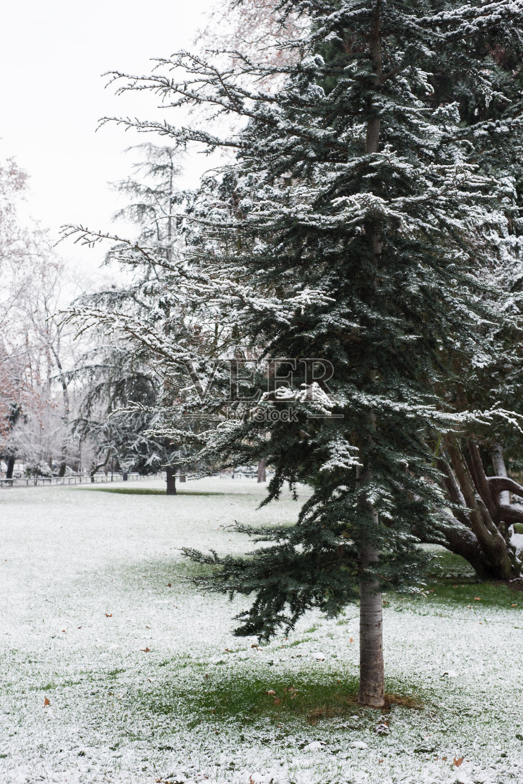 公园里的树枝上飘着雪花照片摄影图片