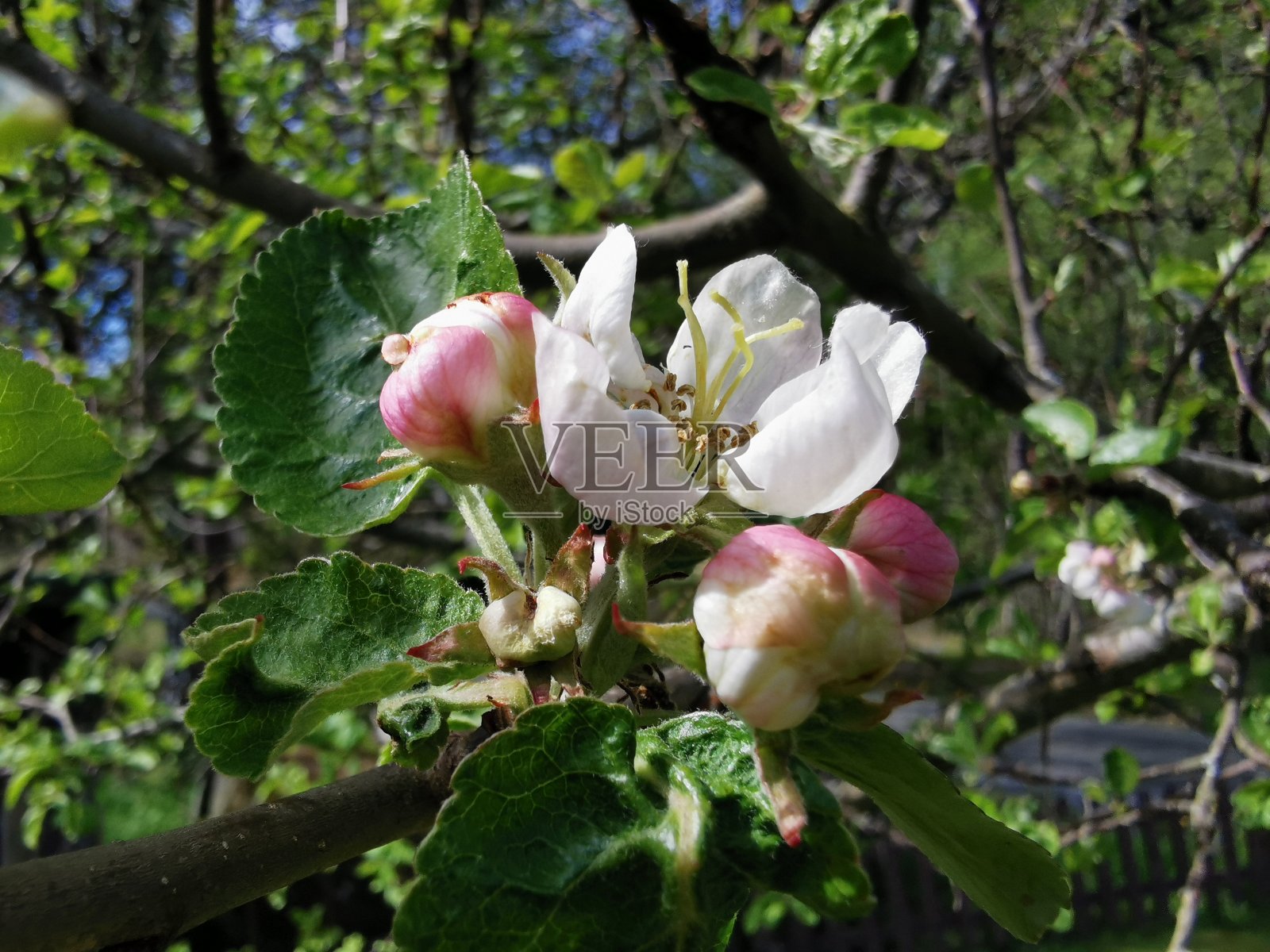 苹果花照片摄影图片