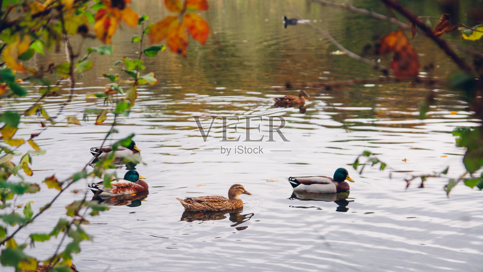 在法国的森林里照片摄影图片