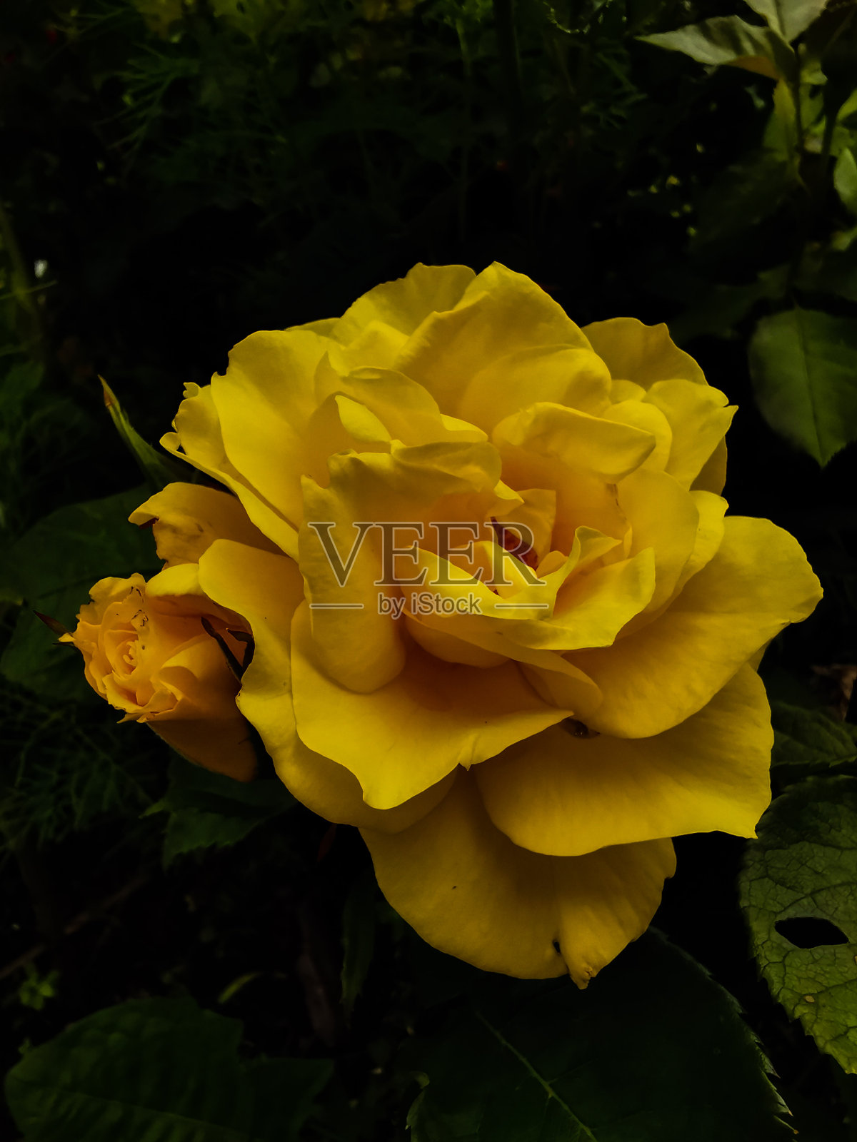 黄玫瑰照片摄影图片