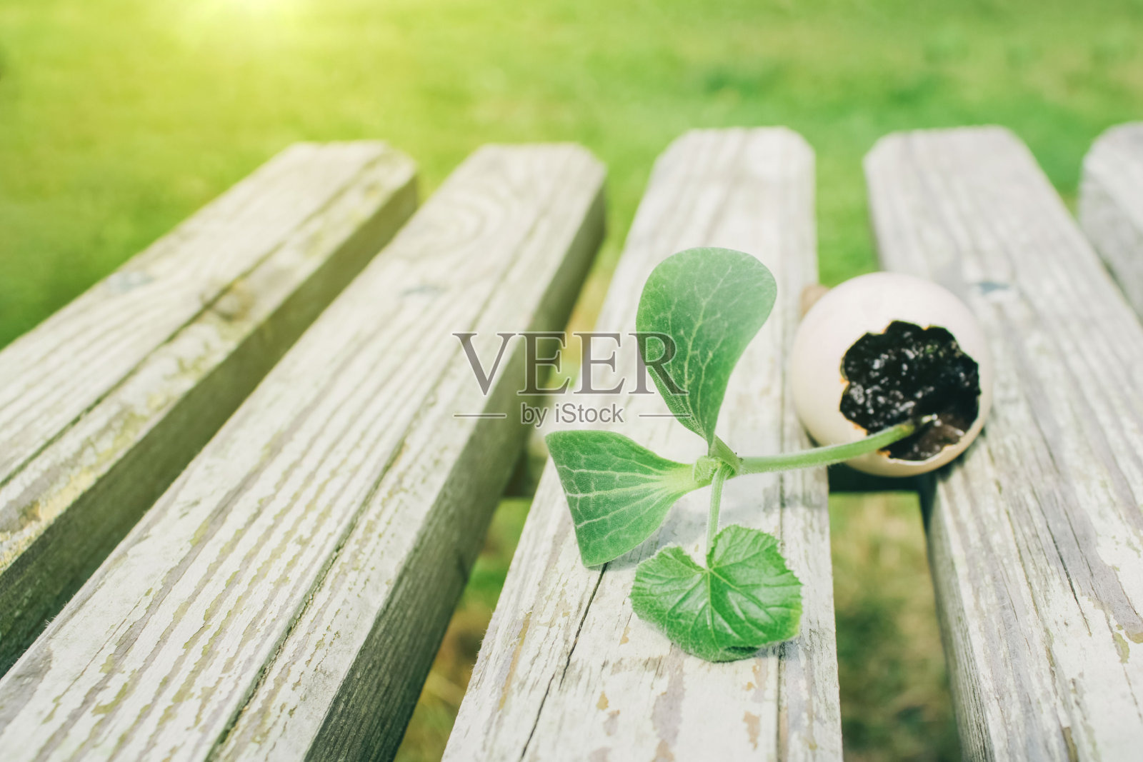 在蛋壳内发芽种植幼苗蔬菜或用过的蛋壳内的植物。蒙台梭利教育，生态园艺或零浪费概念。有选择性的重点照片摄影图片