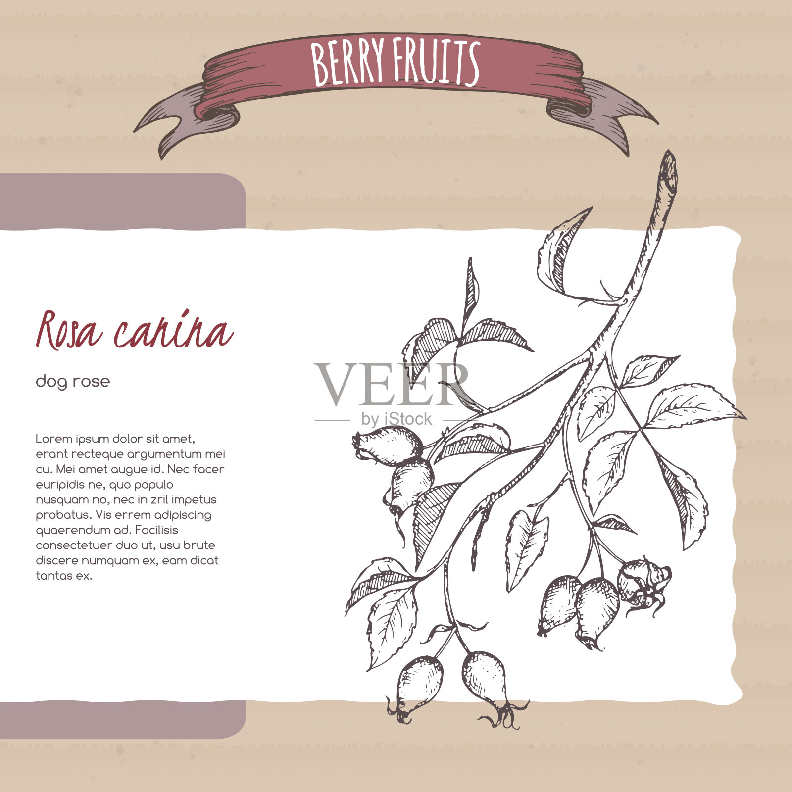 蔷薇又名狗玫瑰枝素描在纸板背景。浆果系列。插画图片素材