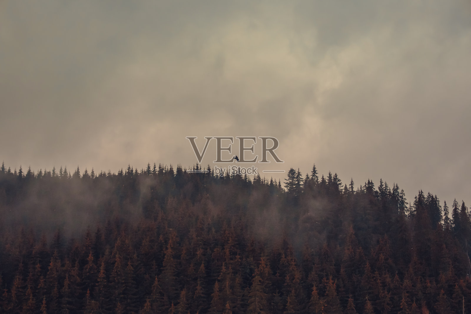 鸟的侧影与松林的侧影。松树和飞鸟的小路。照片摄影图片