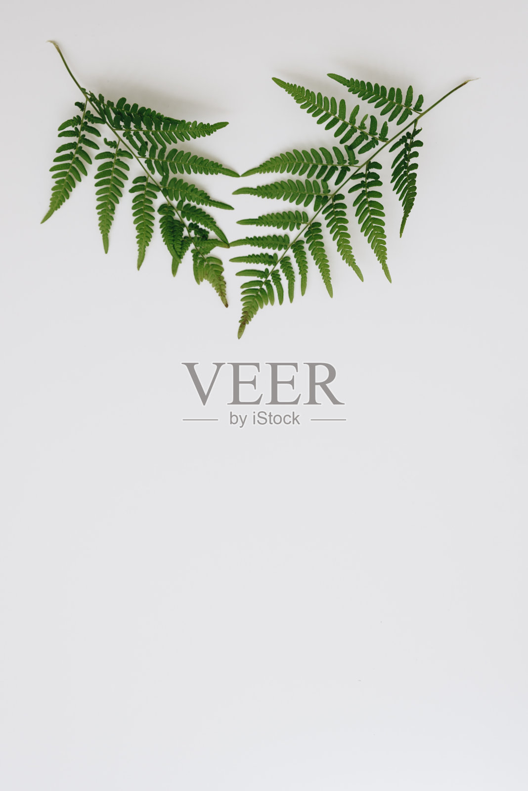 白色背景上的绿色蕨类叶子照片摄影图片