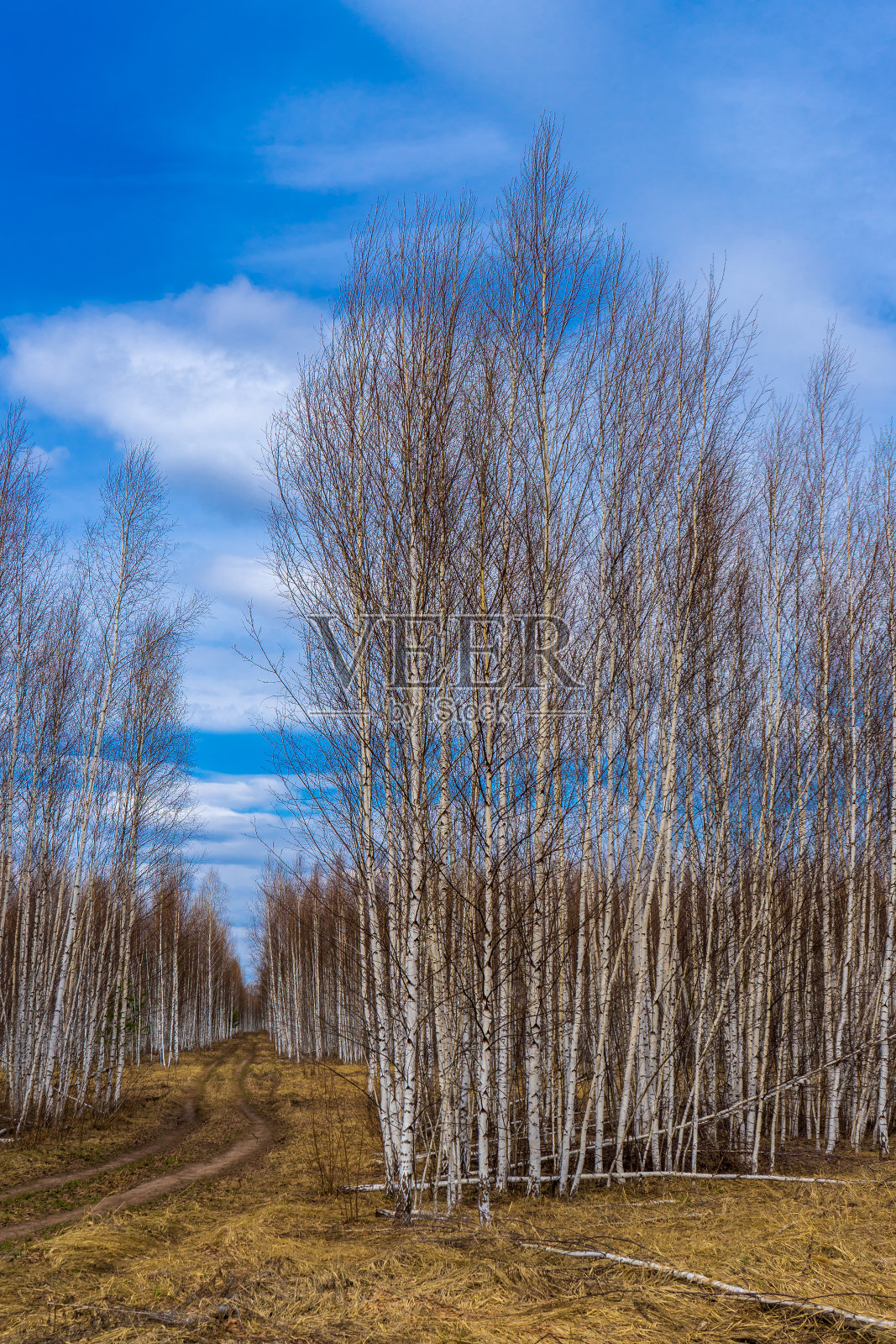 风景如画的春天与木材桦树无叶沿着乡村道路。初春的白桦树映着蓝天。令人惊叹的俄罗斯自然，自然背景。春天照片摄影图片