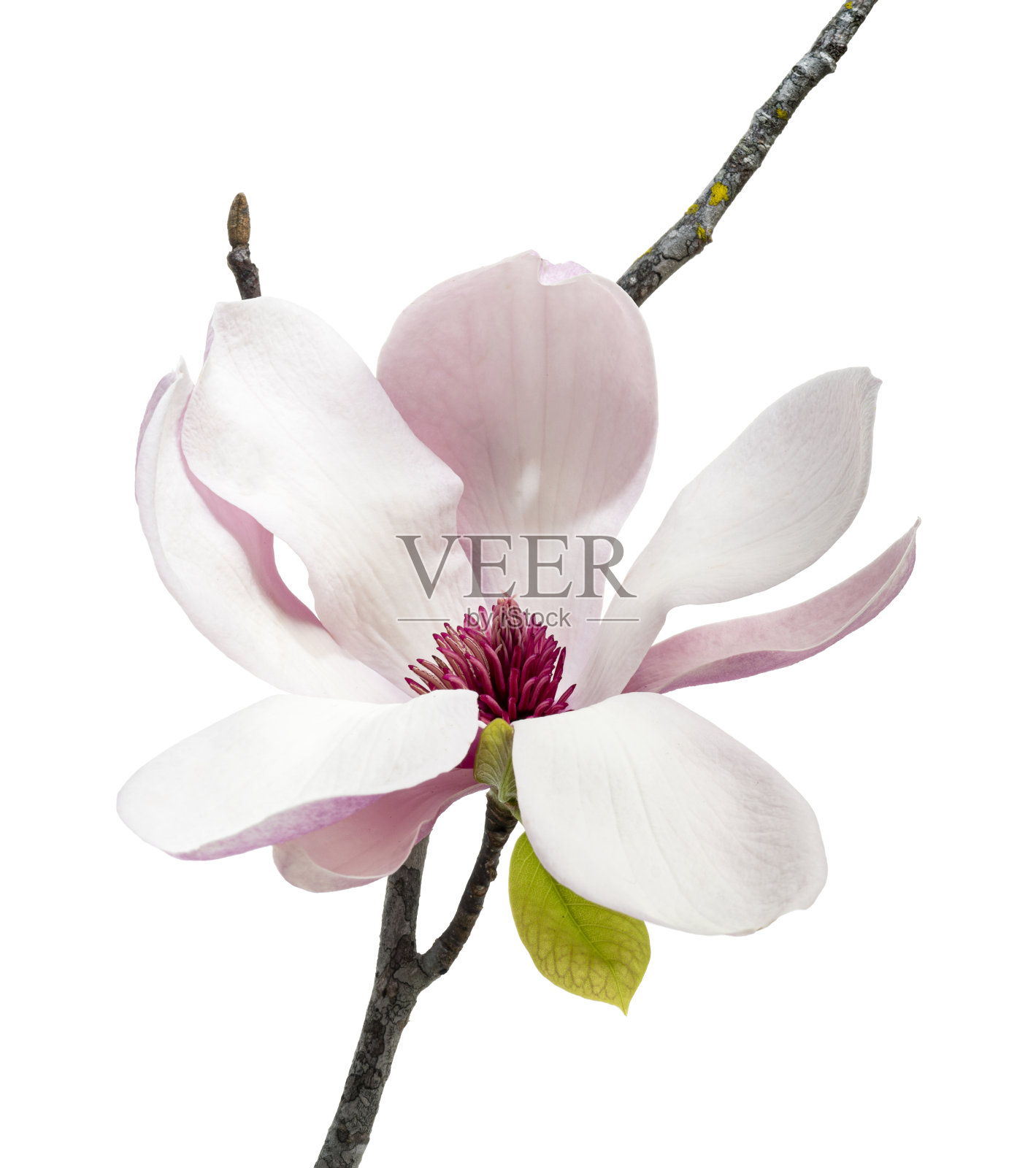 玉兰的花在枝上带叶，玉兰的花孤立在白色的背景上与修剪路径照片摄影图片