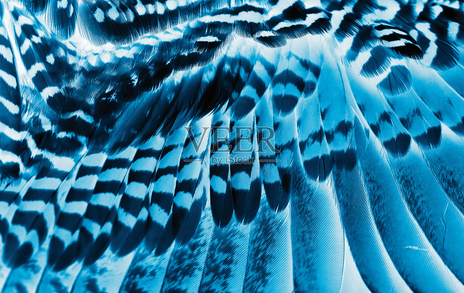 艺术照片摄影图片