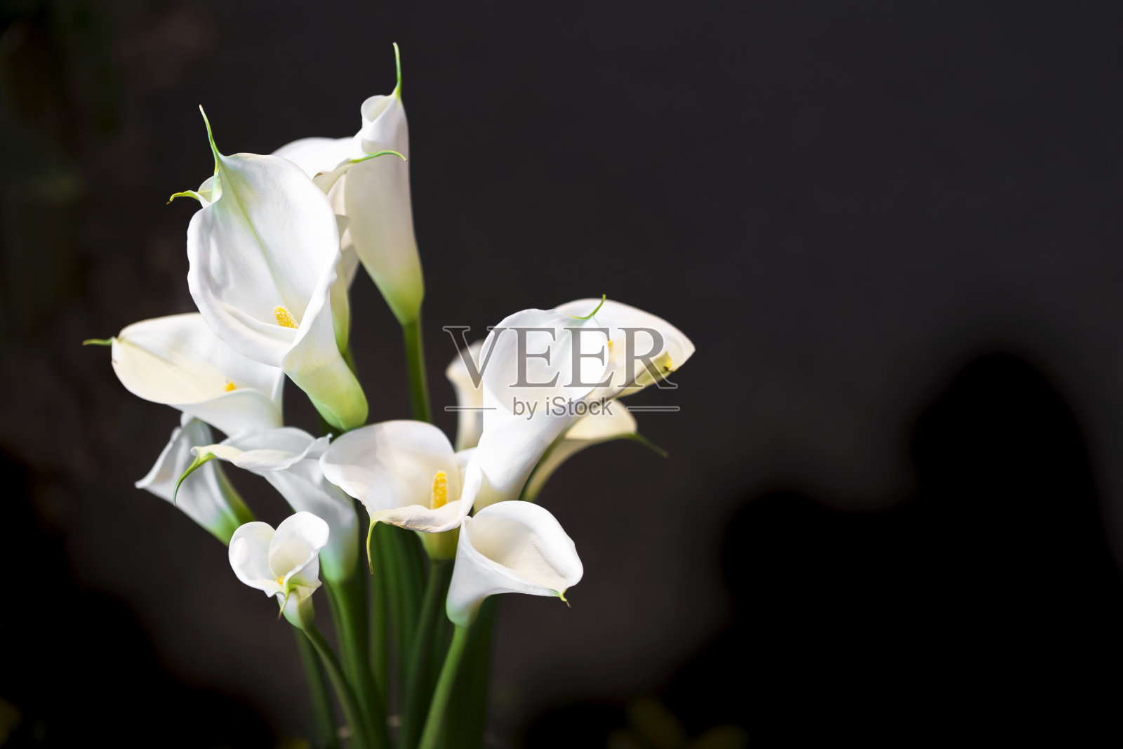 白色的马蹄莲在黑暗的背景照片摄影图片