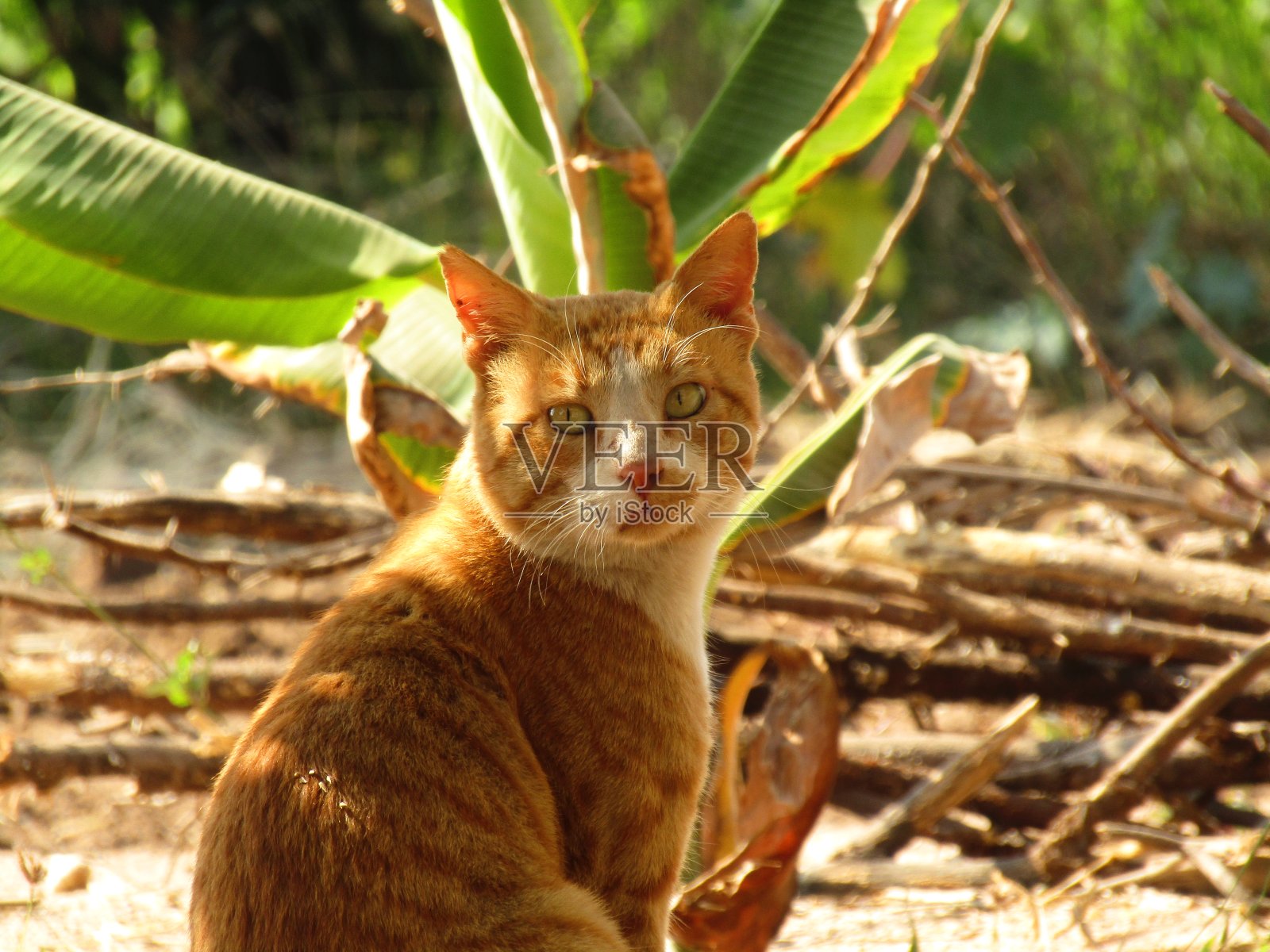 猫照片摄影图片