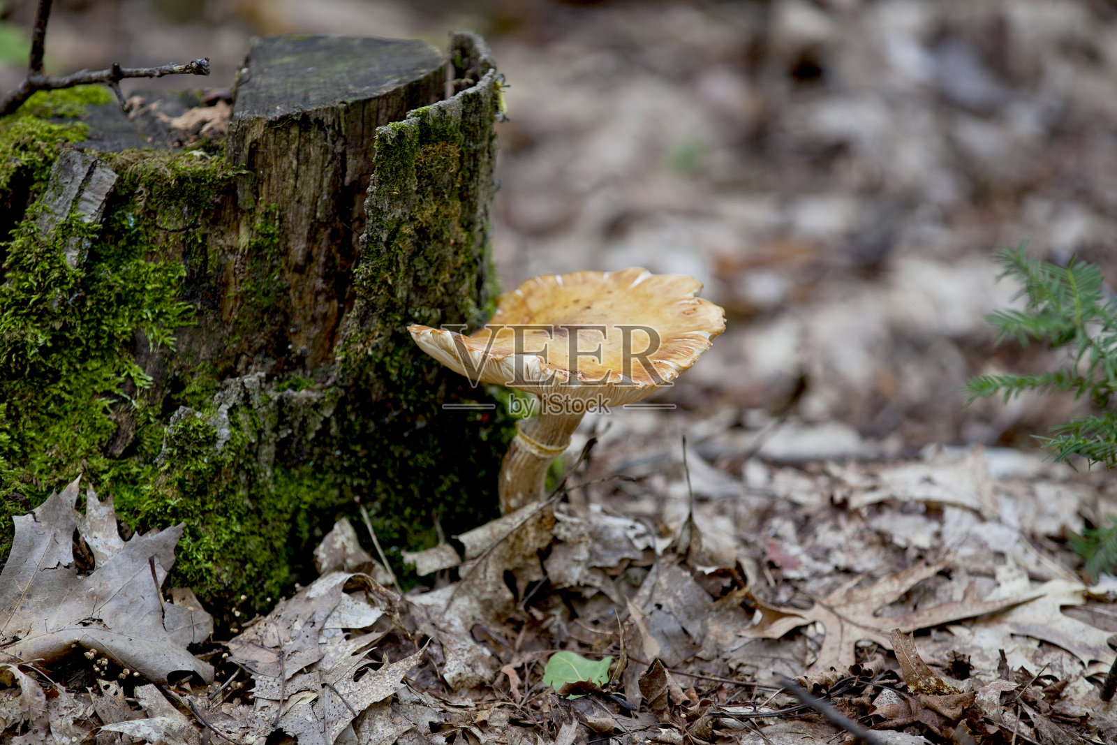 蘑菇生长在安大略北方森林徒步旅行的小径上。照片摄影图片