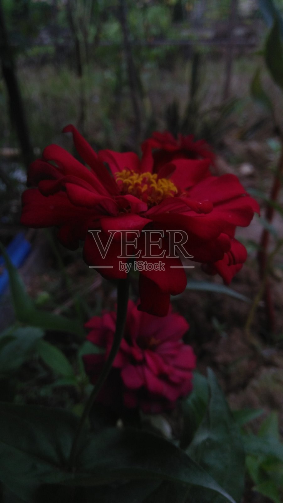 植物18照片摄影图片