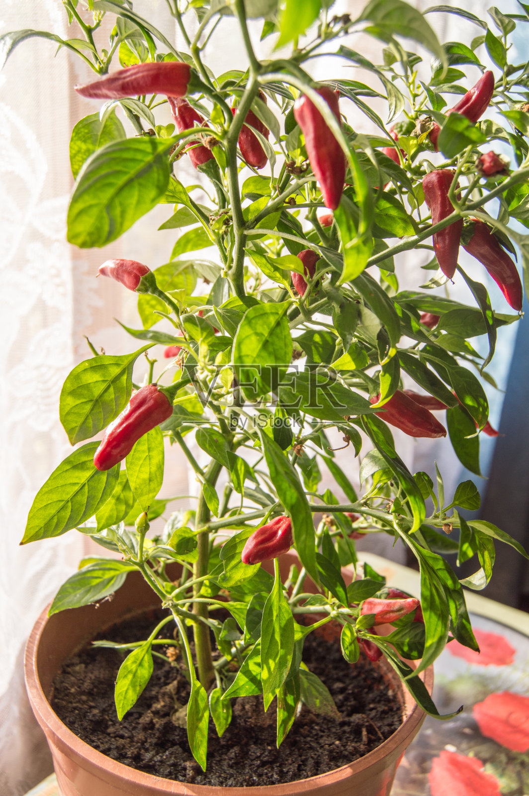 在锅里的红辣椒的家庭栽培。成熟的红辣椒在灌木上，垂直的框架上照片摄影图片