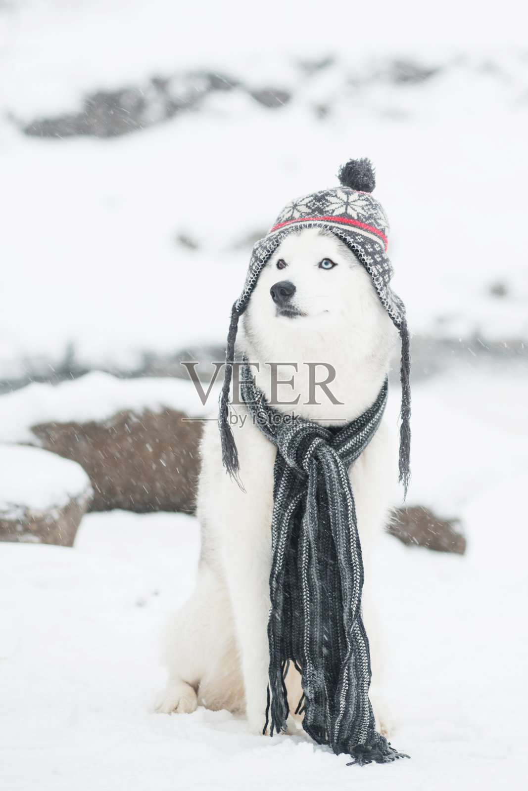 美丽的西伯利亚哈士奇在灰色的帽子和围巾冬天。狗和降雪照片摄影图片