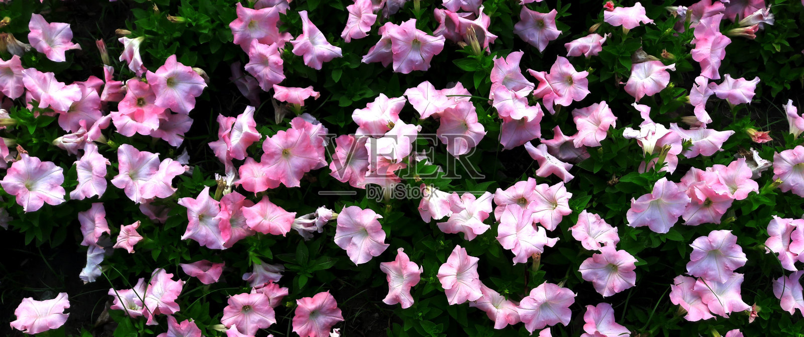 鲜艳鲜艳的矮牵牛花(Petunia hybrida)照片摄影图片