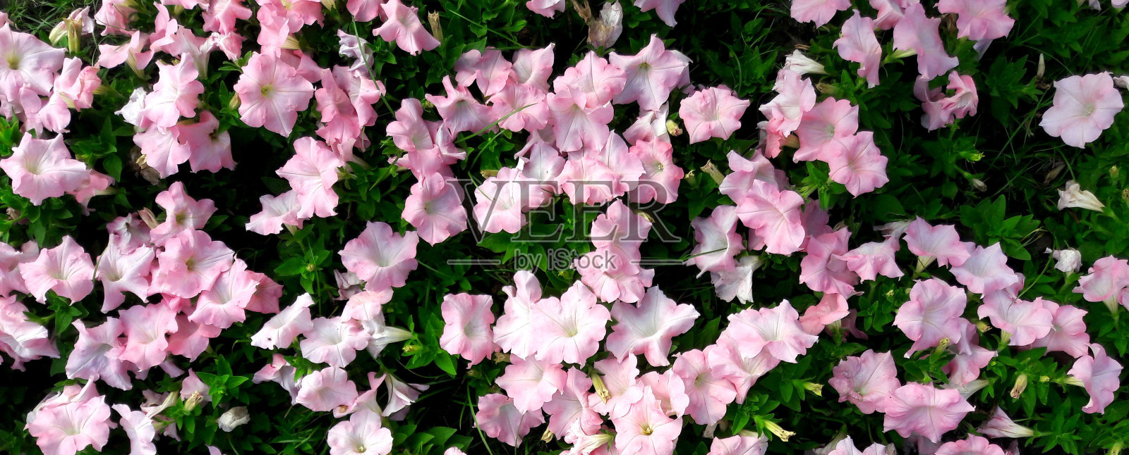 鲜艳鲜艳的矮牵牛花(Petunia hybrida)照片摄影图片