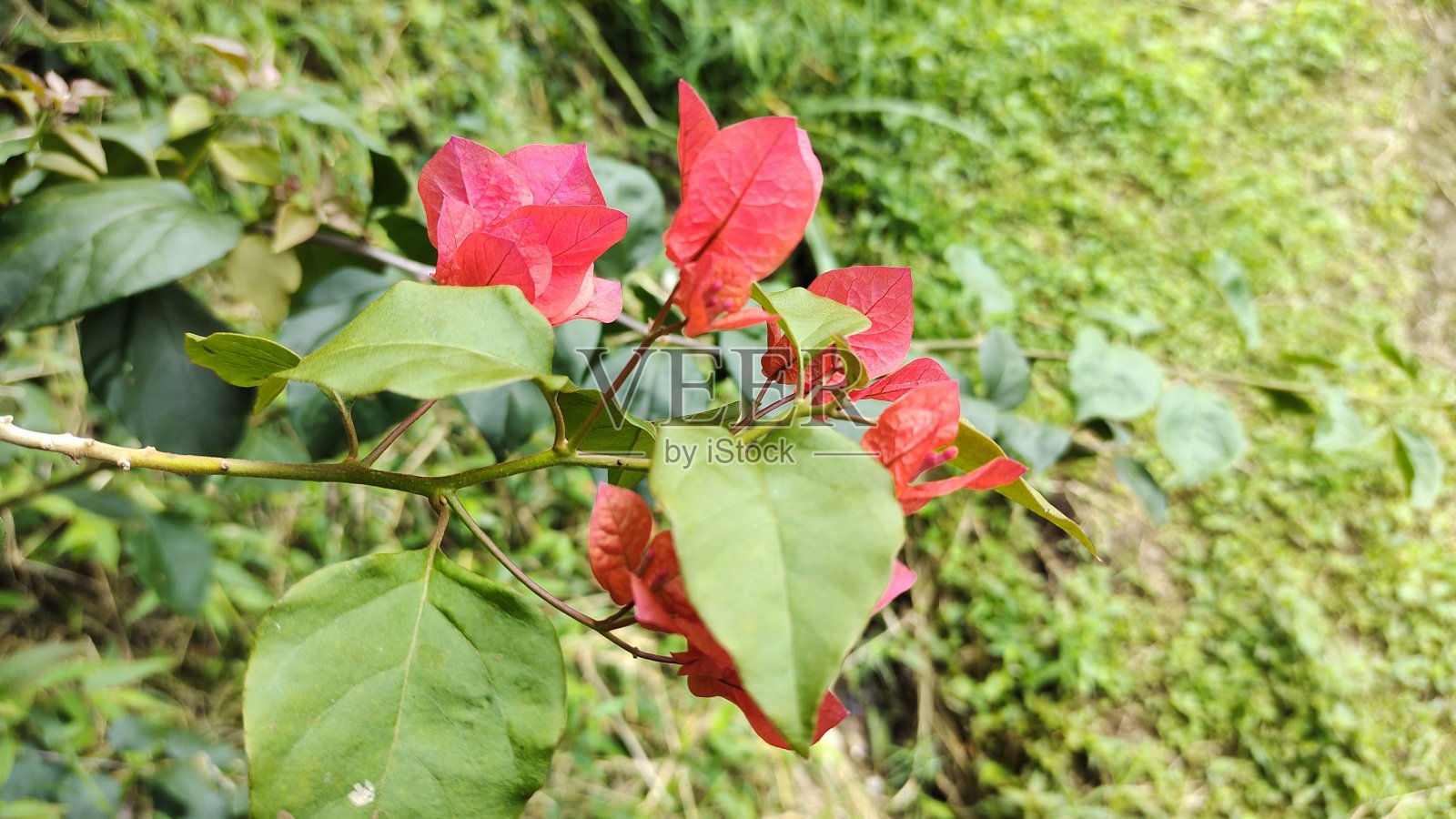 2021年1月1日，我发现了另一种意义上的纸花植物——百日草，这种植物原产于亚洲美洲照片摄影图片