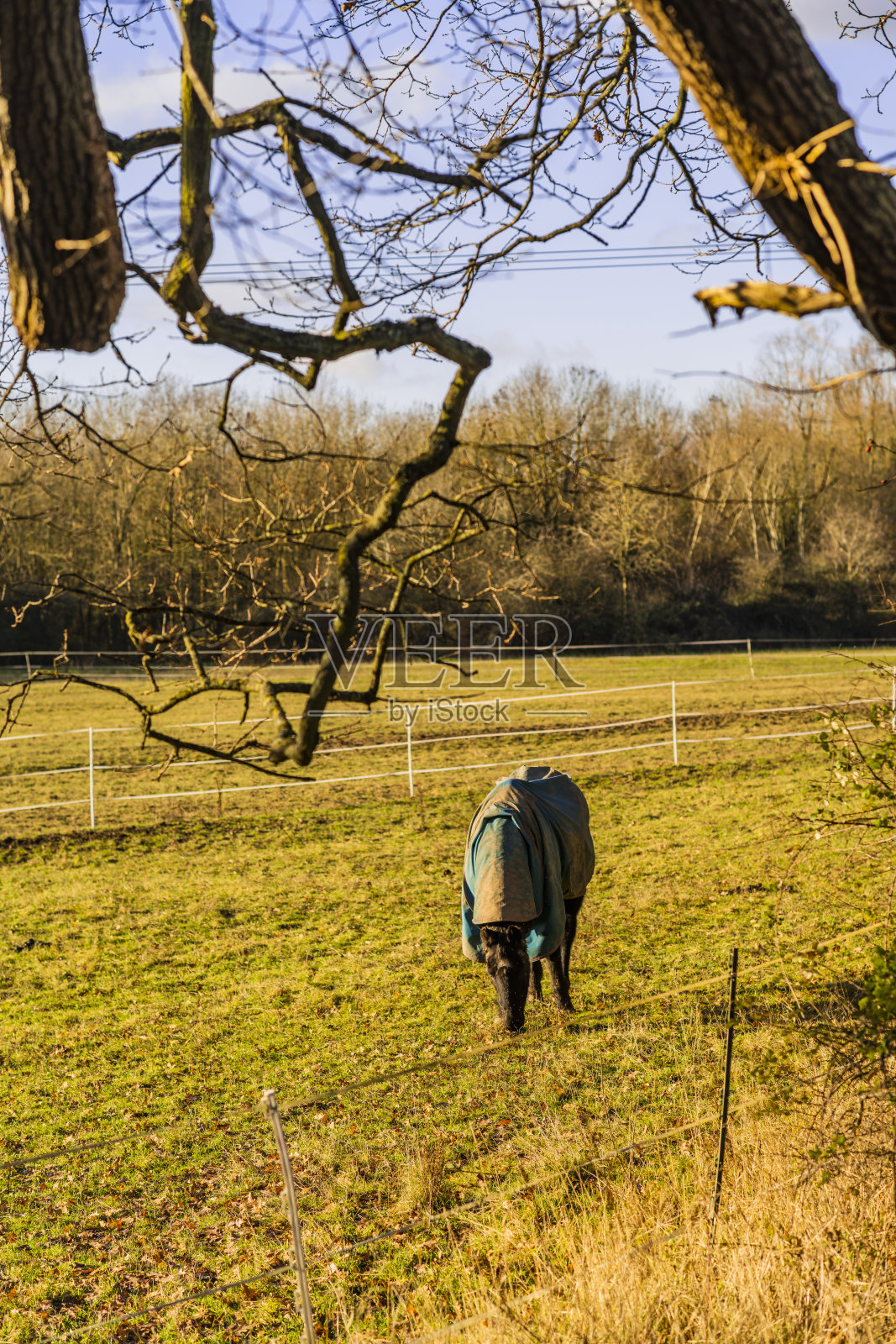 1月一个阳光明媚的冬日，马在牧场上吃草照片摄影图片