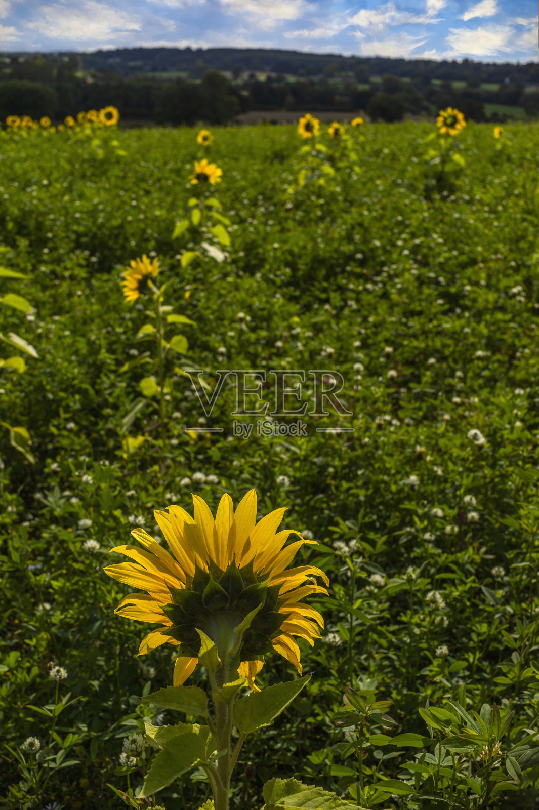 向日葵田农场农业英国中部伍斯特郡照片摄影图片
