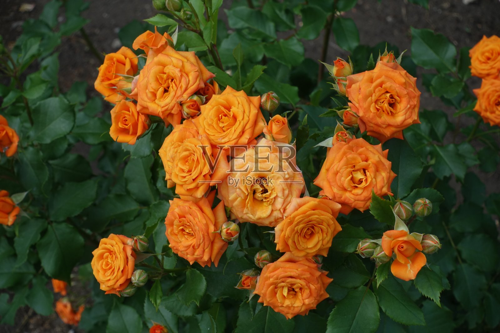 6月有许多桔黄色的玫瑰花照片摄影图片