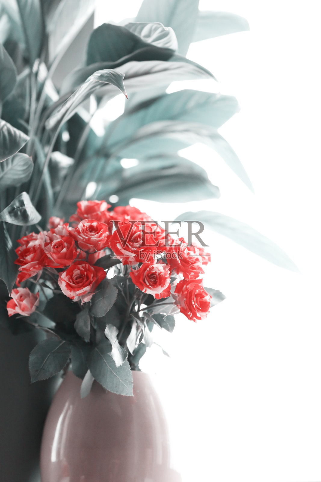 白色背景上的粉色大理石玫瑰花束照片摄影图片