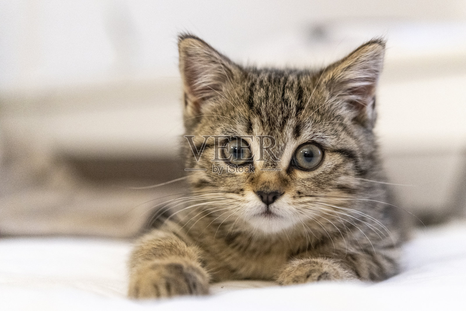 一只可爱的小猫躺在家里的床上照片摄影图片