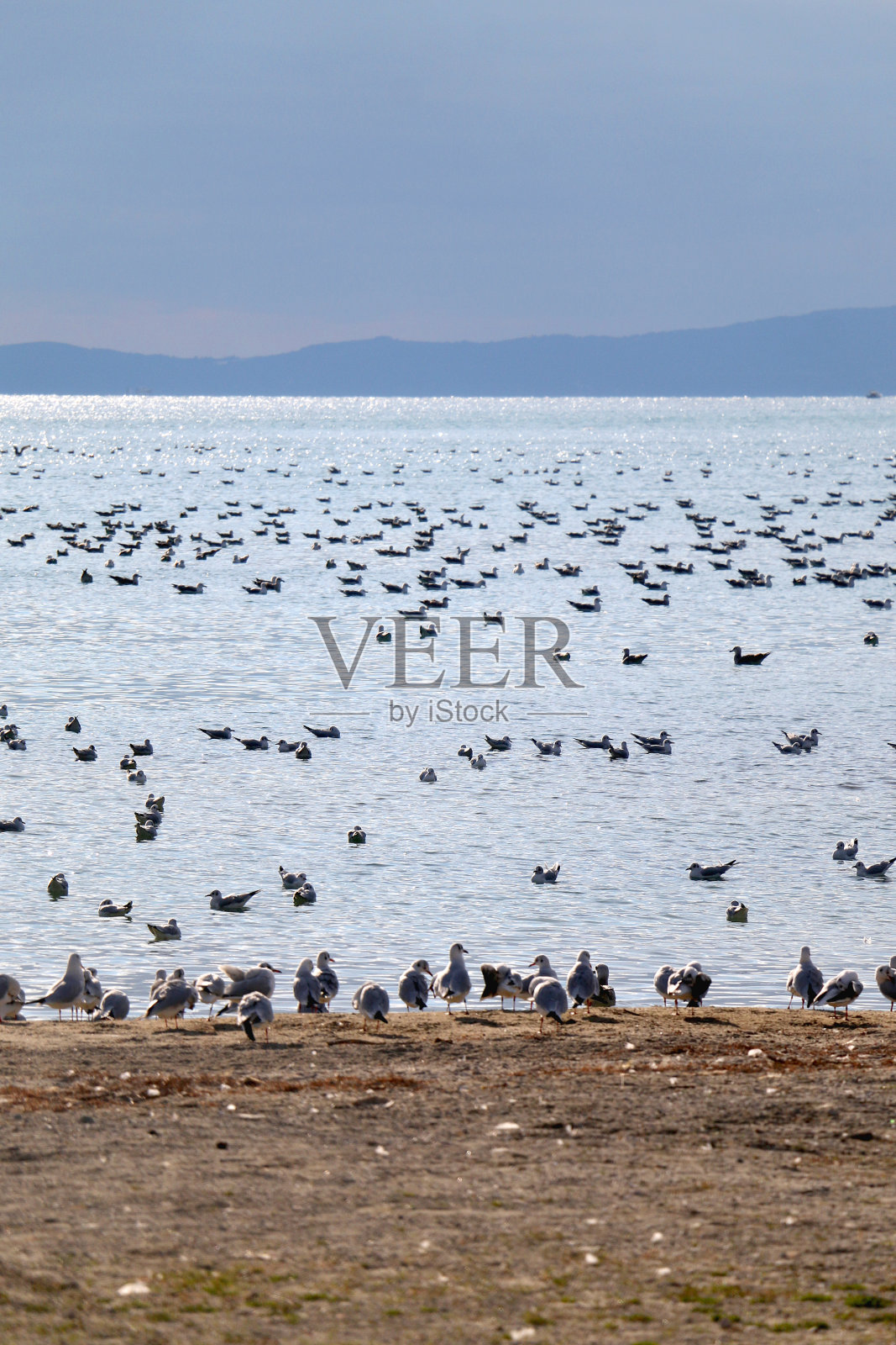 海滩上的海鸥照片摄影图片