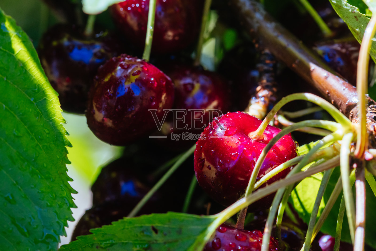 澳大利亚树上的新鲜樱桃照片摄影图片