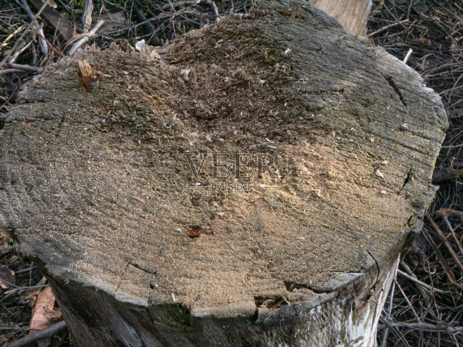 森林里的一个老树桩照片摄影图片