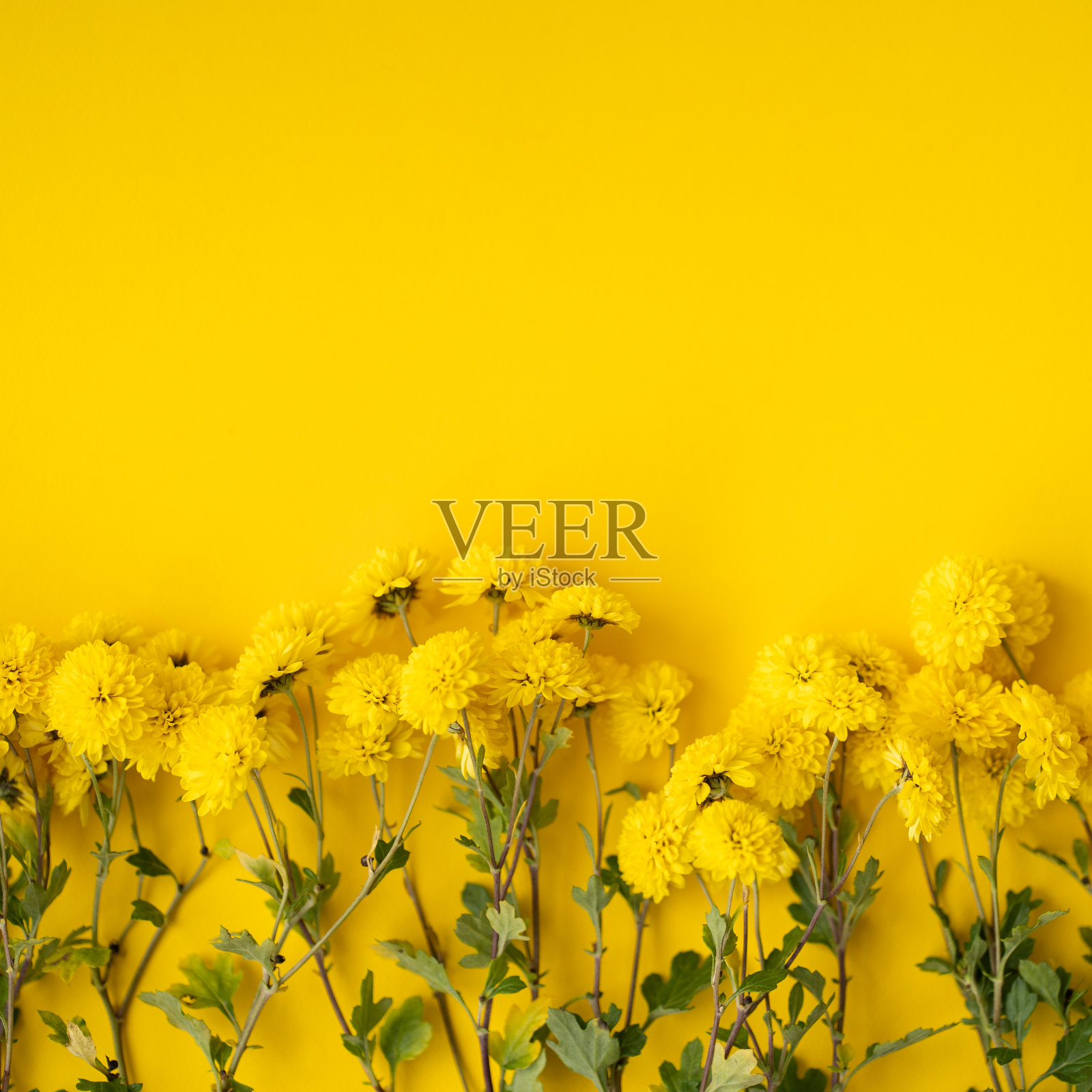 秋天的细节照片摄影图片