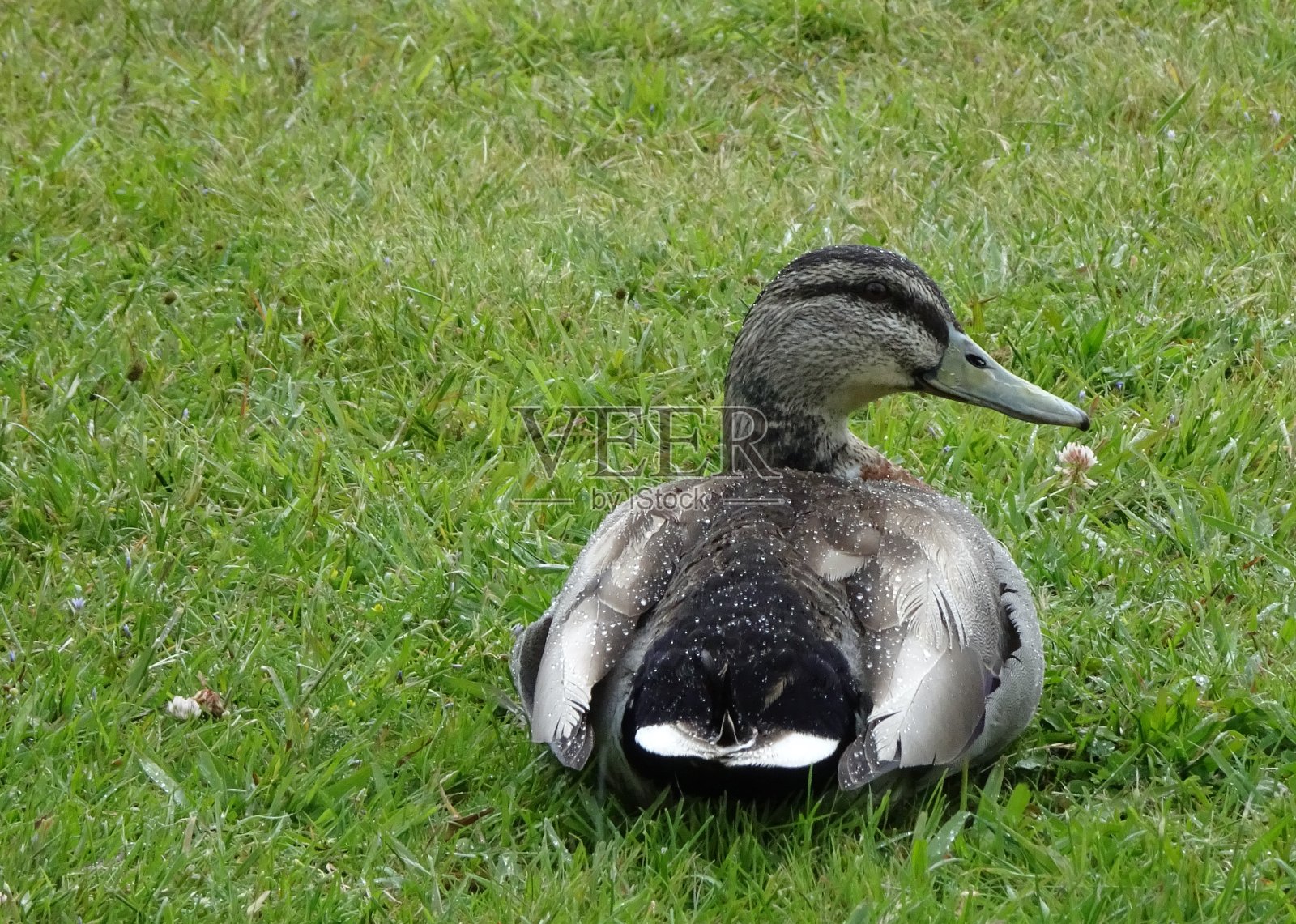 绿草地上的鸭子照片摄影图片
