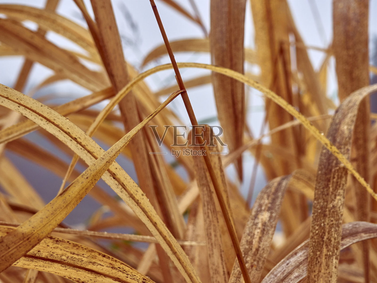 高的黄色的草。照片摄影图片