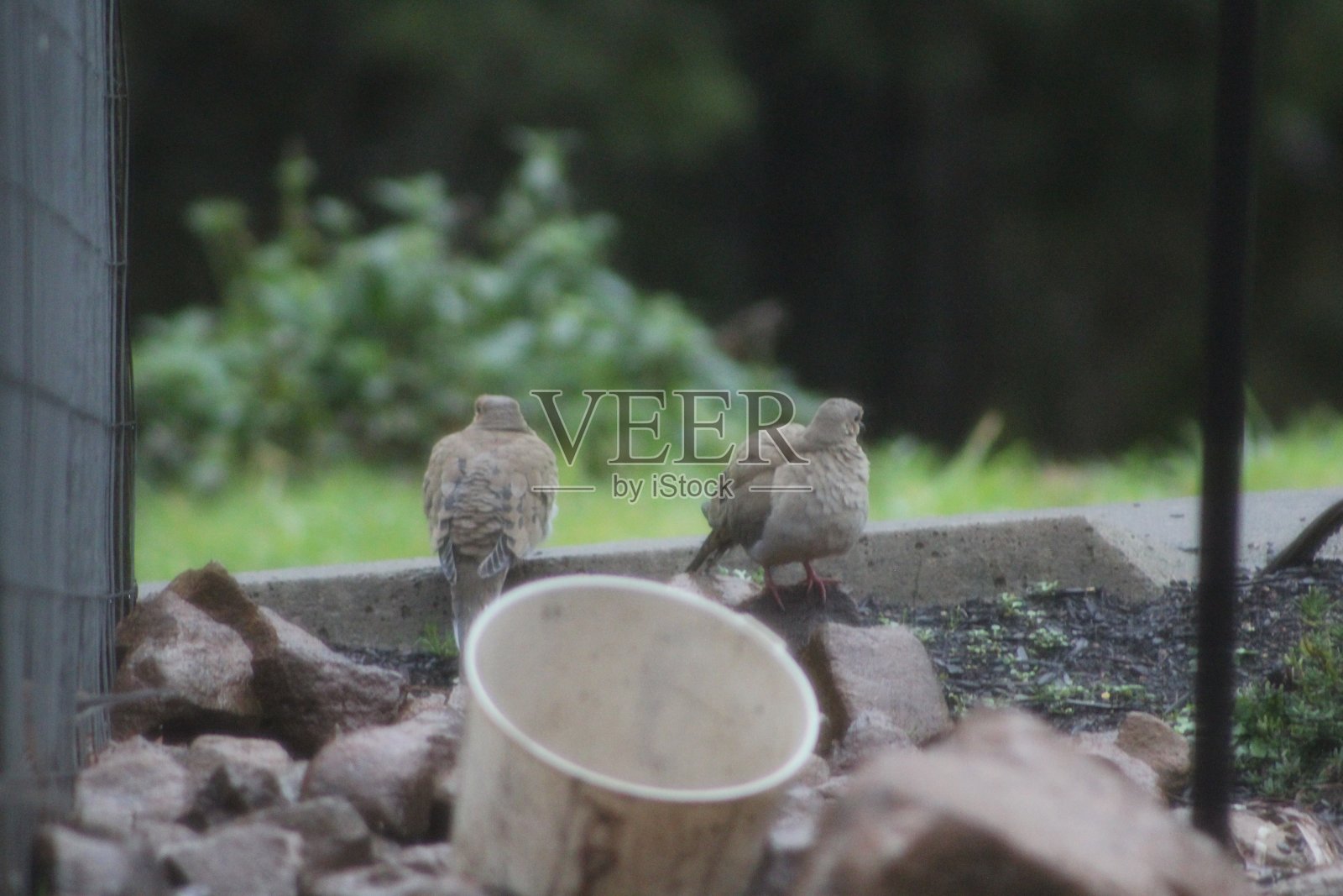 鸟在哪里照片摄影图片