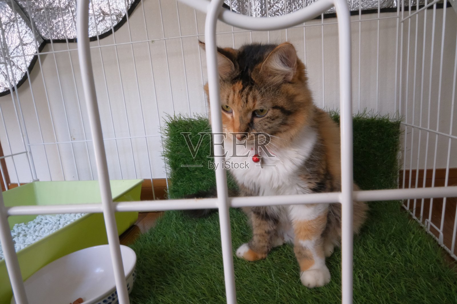 那个想出去玩的Nyan照片摄影图片