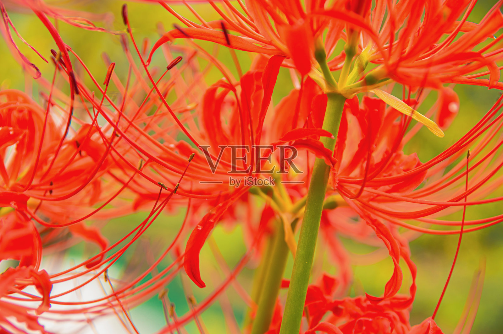 红蜘蛛莉莉照片摄影图片