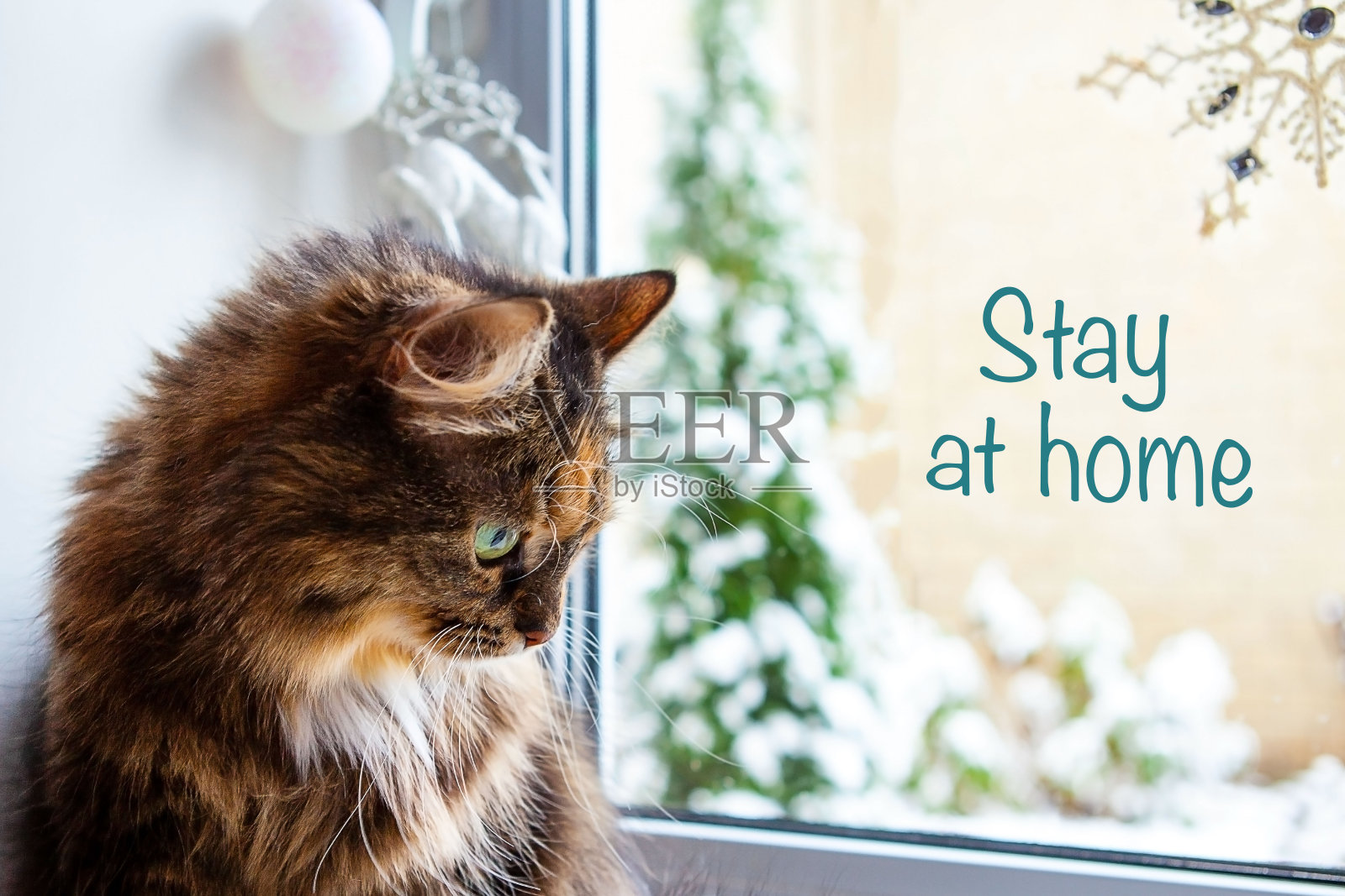窗户上有一只猫的肖像，窗外是冬天的风景，窗户上有文字——呆在家里过圣诞和新年的概念。照片摄影图片