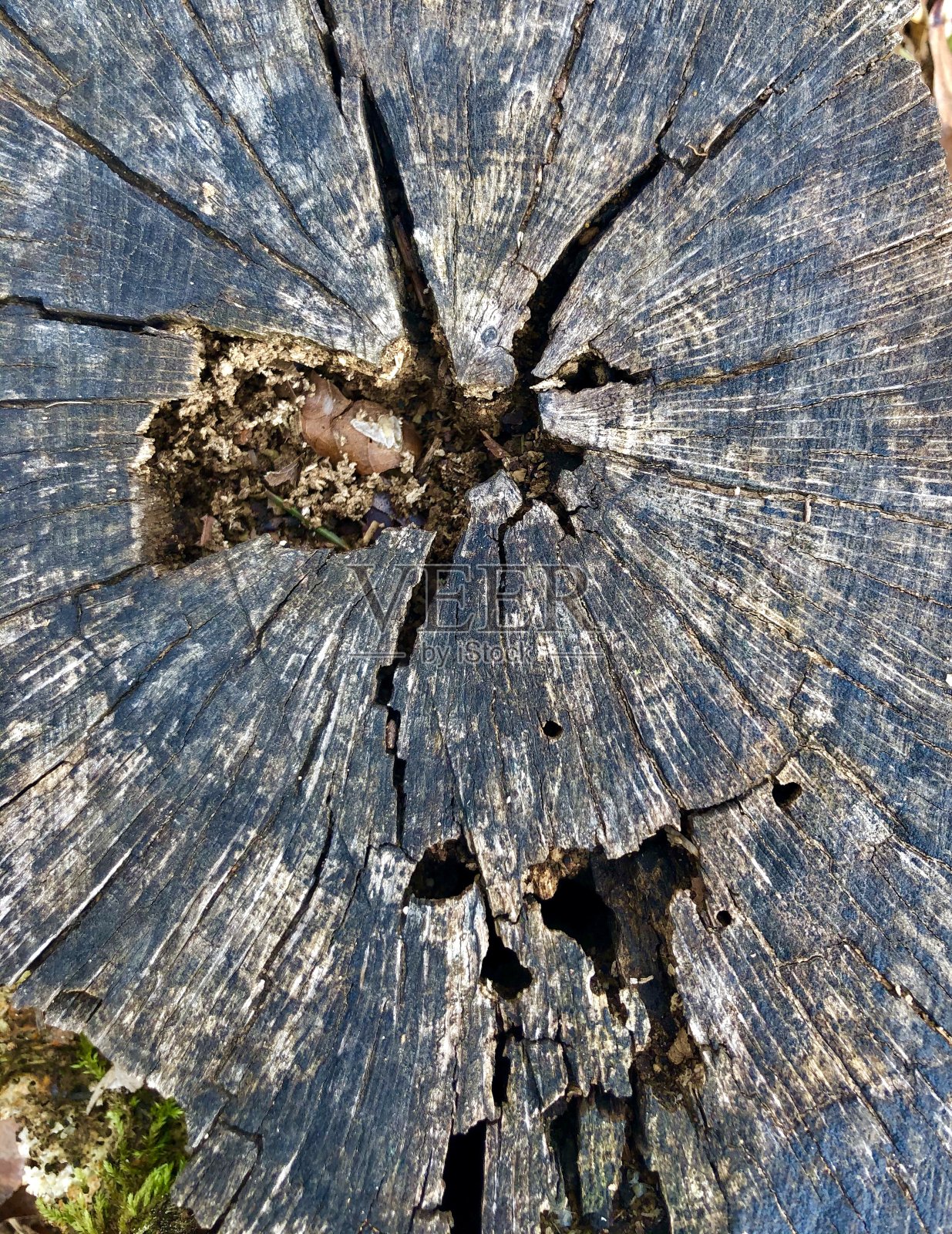 自然的纹理照片摄影图片