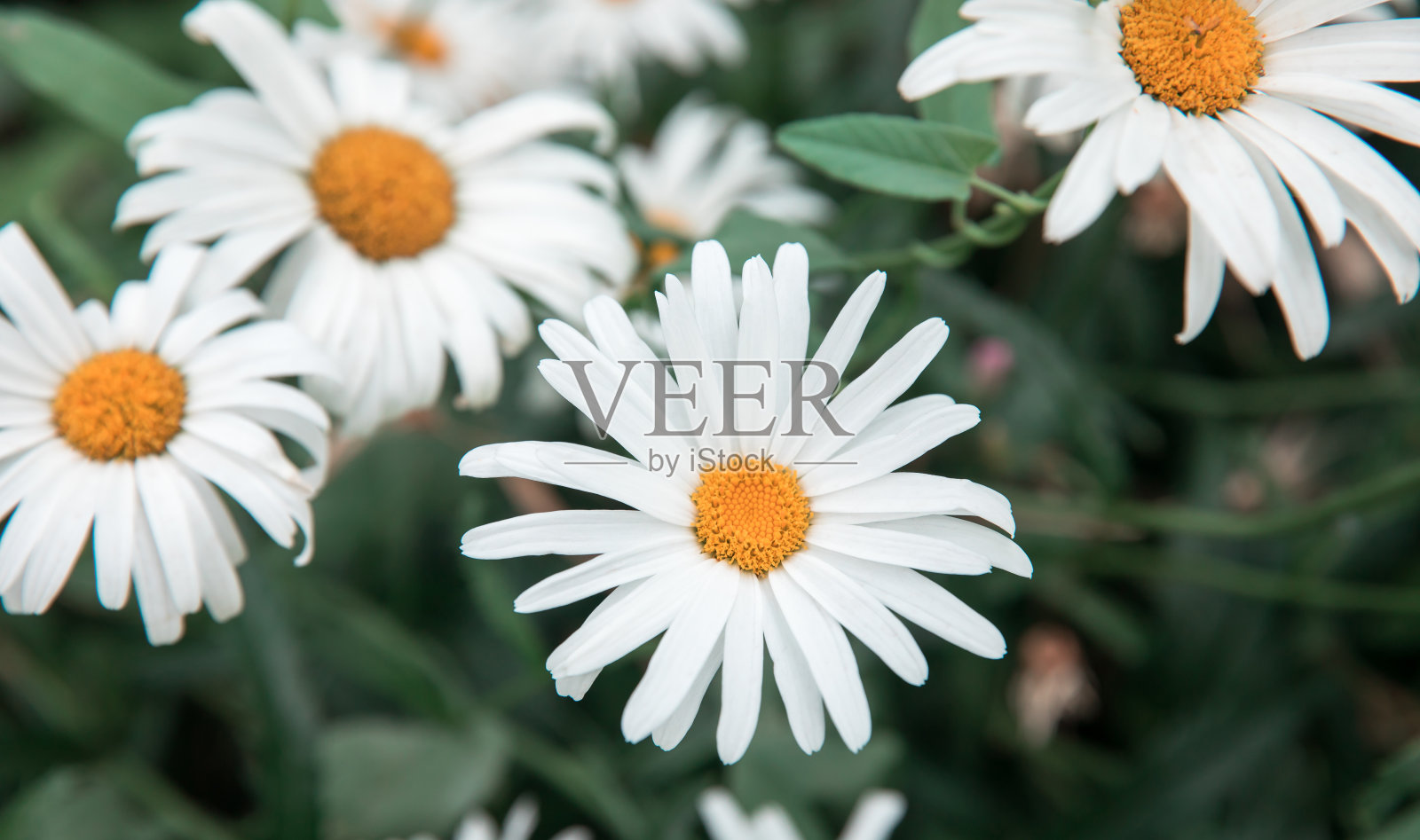 田野里的甘菊照片摄影图片