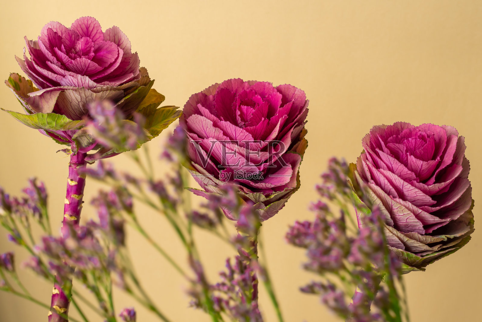 观赏鹤红甘蓝，花似玫瑰照片摄影图片