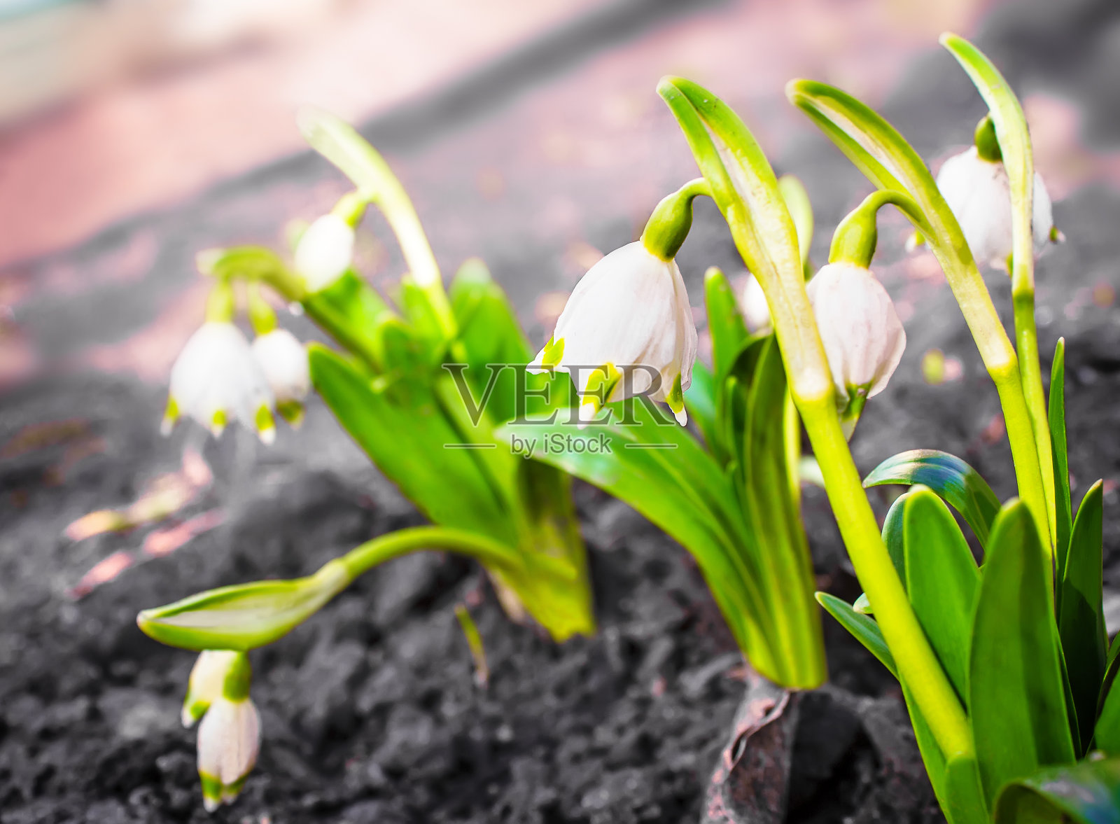 雪花莲——春天的第一朵花。照片摄影图片