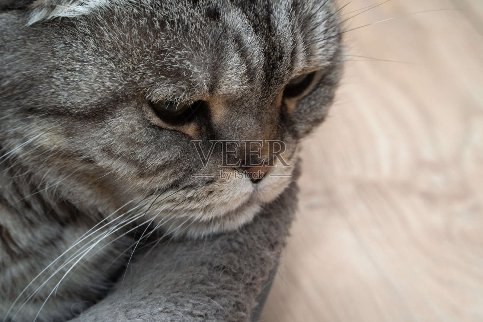 一个美丽的肖像睡觉两色调条纹猫与黄色眼睛苏格兰折叠照片摄影图片