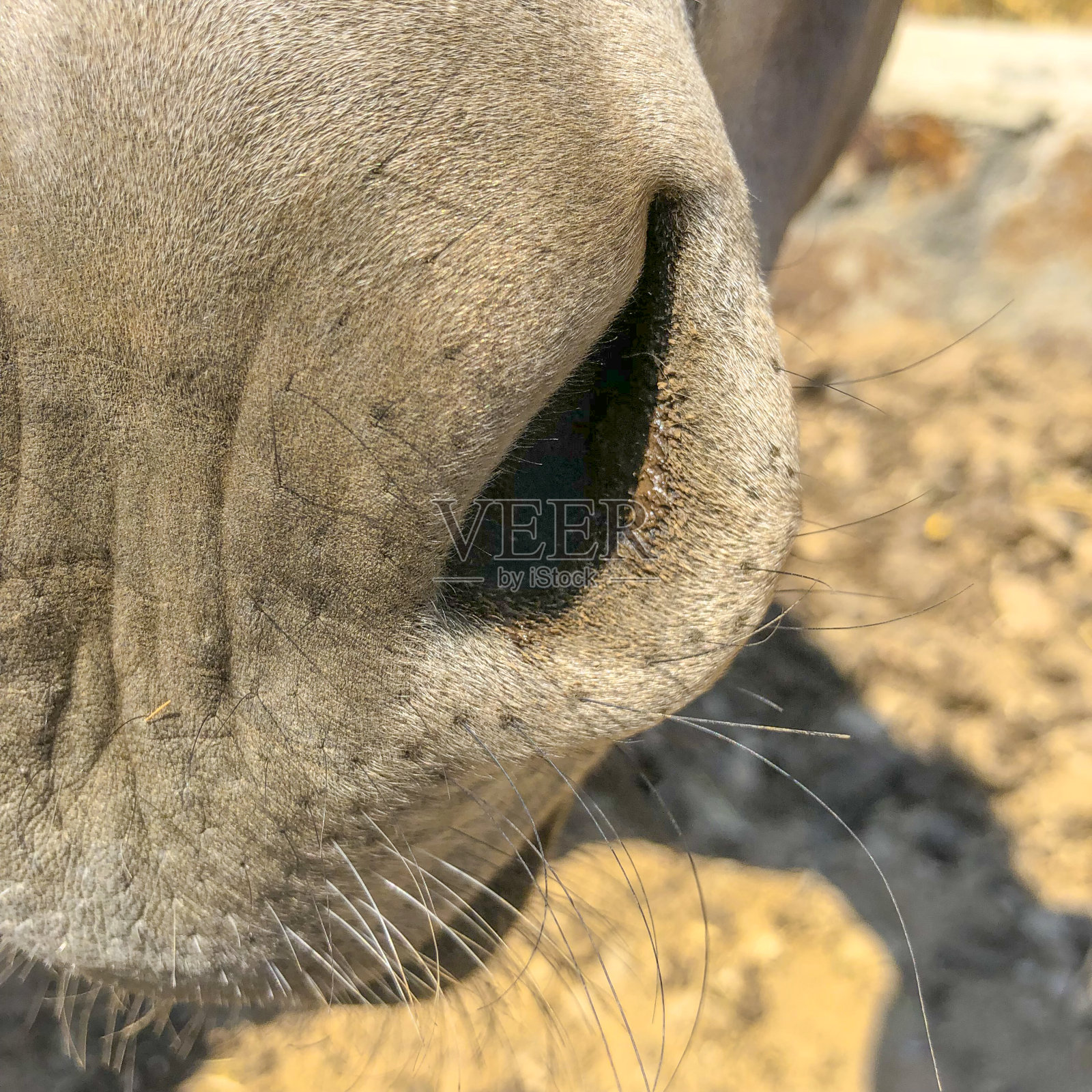 好奇的驴照片摄影图片