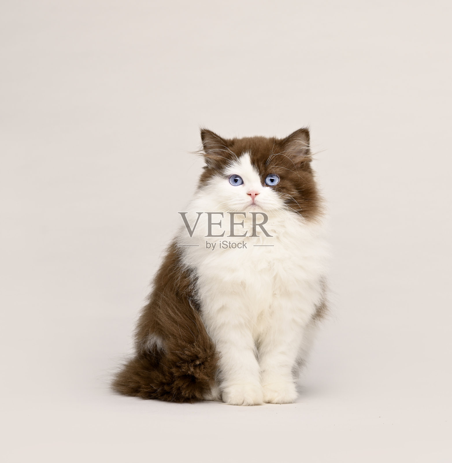 小英国短毛小猫坐着照片摄影图片