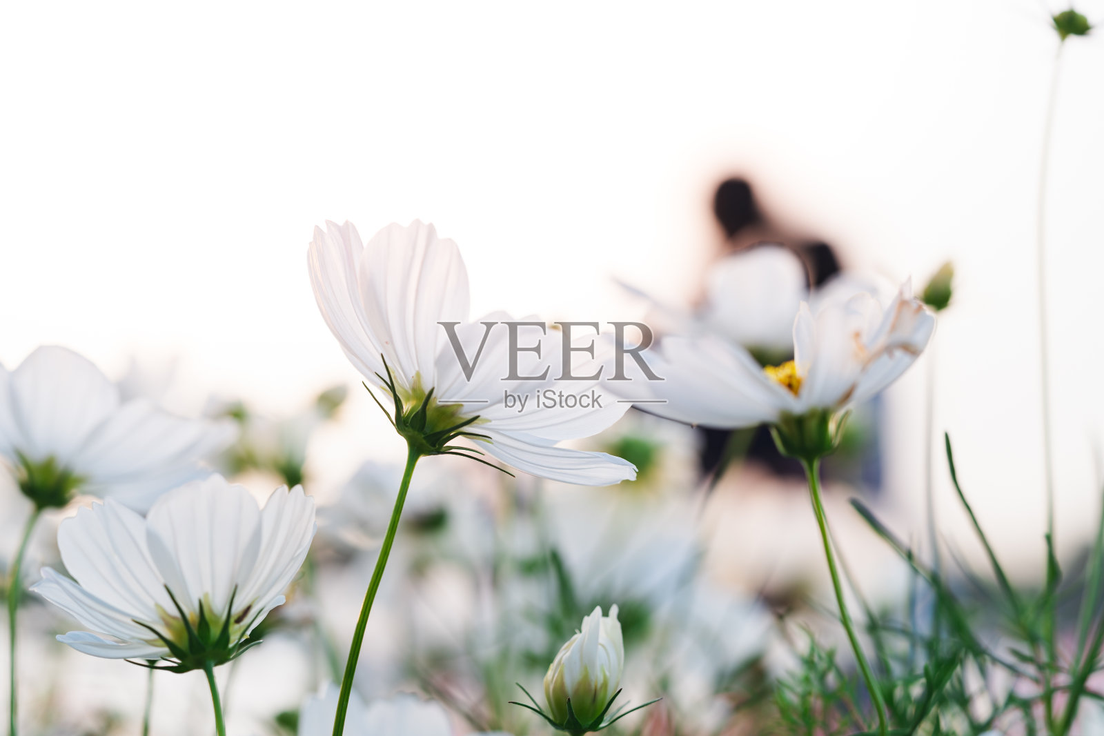 一个白色宇宙的特写照片摄影图片